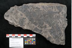Foto (Objekt + Etikett) von Pecopteris sp. (NHMW-GEO-2024-0188-10484)